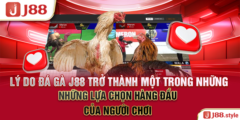 Lý do đá gà J88 trở thành một trong những lựa chọn hàng đầu của người chơi